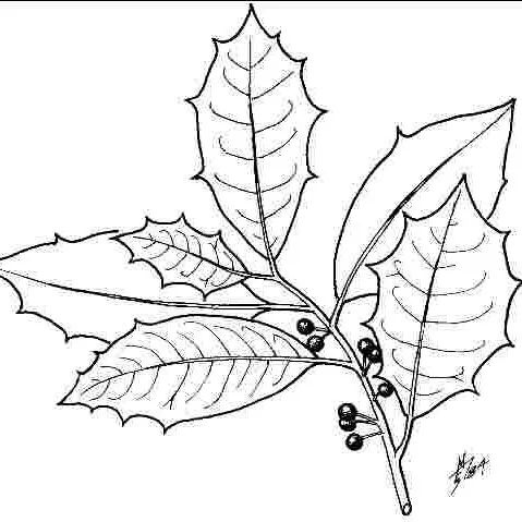 thumbnail for publication: Ilex opaca 'Slim Jim': 'Slim Jim' American Holly